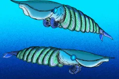 A bright illustration of extinct predator Hurdia victoria. 