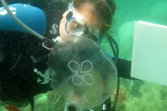 Amanda Feuerstein with a jellyfish while SCUBA diving