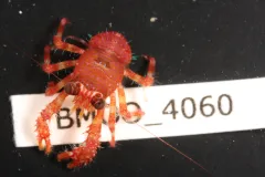 This brightly colored squat lobster collected in Moorea is a common find among the coral heads. Although called lobsters, this group of crustaceans is more closely related to hermit crabs than to true lobsters.