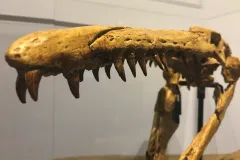 the skull of a mosasaur
