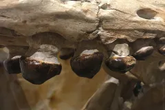 Mushroom shaped mosasaur teeth