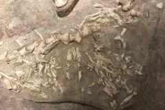 the stomach contents of a mosasaur