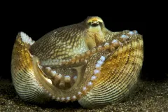 A veined octopus sits inside a vacant bivalve shell, which it uses as a portable shelter, in the Philippines. This is one of the few examples—if not the only example—of tool use in invertebrates.

