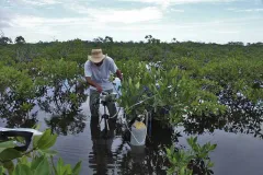 John Cheeseman working in a mangrove forest. 