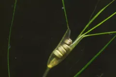 Seagrasses, like this widgeongrass (Ruppia maritima), produce seeds underwater that can travel long distances.