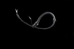 The ultra-black Pacific blackdragon forms a circular shape with its body.
