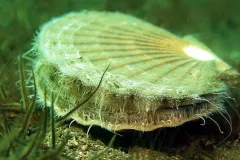 King scallop in Lamlash Bay reserve