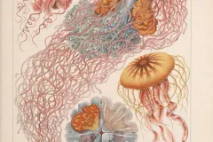 Jellyfish illustrations from Ernst Haeckel.