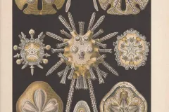 Sand dollars (like those pictured in this set of illustrations) are flattened, burrowing sea urchins. Dead, sunlight-bleached specimens resemble silver coins, hence their common name. These figures portray a sand dollar’s lifecycle from larva to adult.