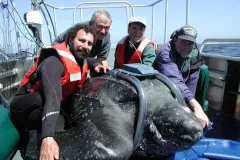 Researchers tagging a giant leatherback sea turtle. 