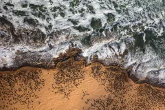 an aerial view of seals on a shoreline