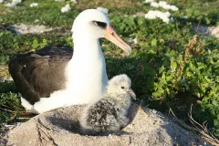Laysan albatross with a chick in a volcano looking nest on the ground made of earth.