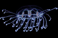 a neon purple jellyfish