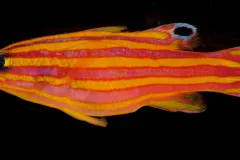 A photo of a candy basslet, an orange and yellow-striped fish.