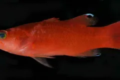 A photo of a cave basslet.