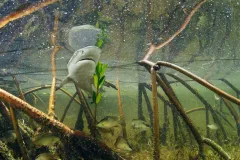 A lemon shark pup swims through its shallow mangrove nursery off the coast of Bimini Island in the Bahamas.