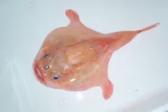 A photo of a sea toad specimen.