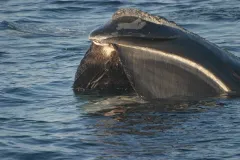 The fringed baleen plates are easy to observe as this North Atlantic right whale skims the water’s surface while it feeds.