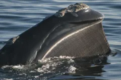 A right whale opens wide, revealing huge plates of baleen hanging from its upper jaw.