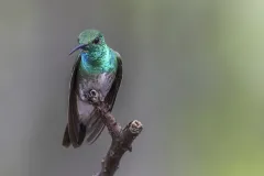 A green iridescent hummingbird 