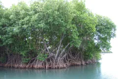 Mangrove roots provide an underwater habitat for many marine species.