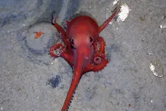 A brilliant red octopus photographed at more than 8,800 feet (about 2,700 meters) in the Gulf of Mexico. 