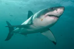 Great White Sharks are powerful swimmers, capable of going 50 kph/35 mph.