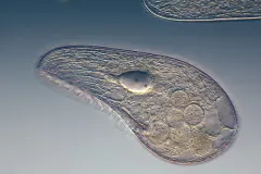 a single celled organism