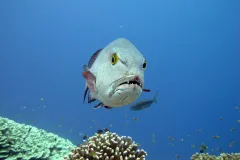 Twin-spot snappers are curious top predators on Pacific coral reefs, eating a variety of fishes, shrimps, crabs, and snails among others, and are usually around 2.5 feet long.