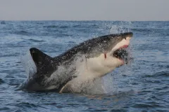 A frame-by-frame view of a Great White Shark breach.