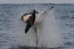 A frame-by-frame view of a Great White Shark breach- frame 1.