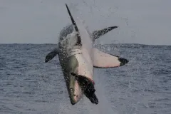 Great White Shark breaching