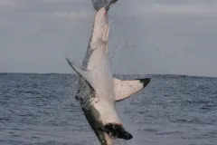 A frame-by-frame view of a Great White Shark breach- frame 4. 