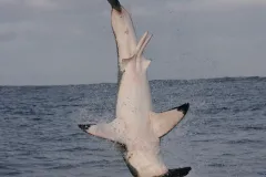A frame-by-frame view of a Great White Shark breach- frame 5. 