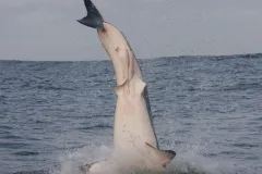 A frame-by-frame view of a Great White Shark breach- frame 6. 