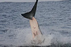 A frame-by-frame view of a Great White Shark breach- frame 7. 