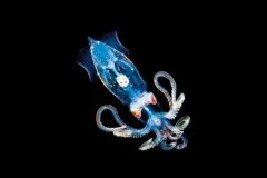 “This image was captured during an evening dive in water where the largest migration on Earth occurs nightly. This miniscule squid was less than an inch long, transparent, and highly reflective, which made proper exposure extremely difficult. Over hundre