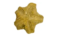 a star shaped fossil blastoid