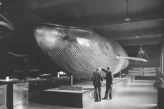 The 1903 blue whale in the Natural History Museum