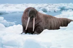 Walruses use sea ice as platforms on which to nurse their young and launch their dives.