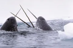 Narwhals with their long unicorn-like tusks. 