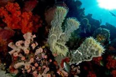 A sea sponge underwater