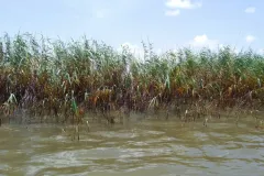 Marsh Erosion Sped Up: One of the worst places for oil to end up after a spill is in marshes, where it can kill grass and cause erosion. But how much damage does it do, how far inland does it reach, and how long does the damage last? Pictured here is oiled
