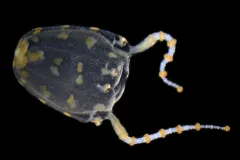 a orange spotted jellyfish