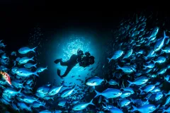A diver swims with a camera in a school of fish
