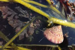 A painted top shell sits in the water of low tide. 