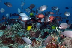 Coral Head Near Pearl and Hermes Atoll, Hawaii