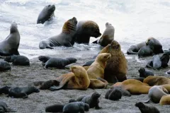 The Peninsula Valdes in Argentina was inscribed on the World Heritage List in 1999. The site is home to important breeding populations of the endangered southern right whale (Eubalaena australis), southern elephant seal (Mirounga leonina), and southern sea