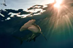 A male great hammerhead shark swims just below the surface of the water in the Bahamas at sunset.