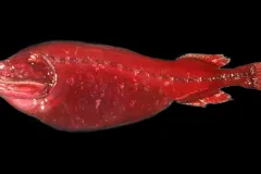 A red deep-sea fish specimen. 